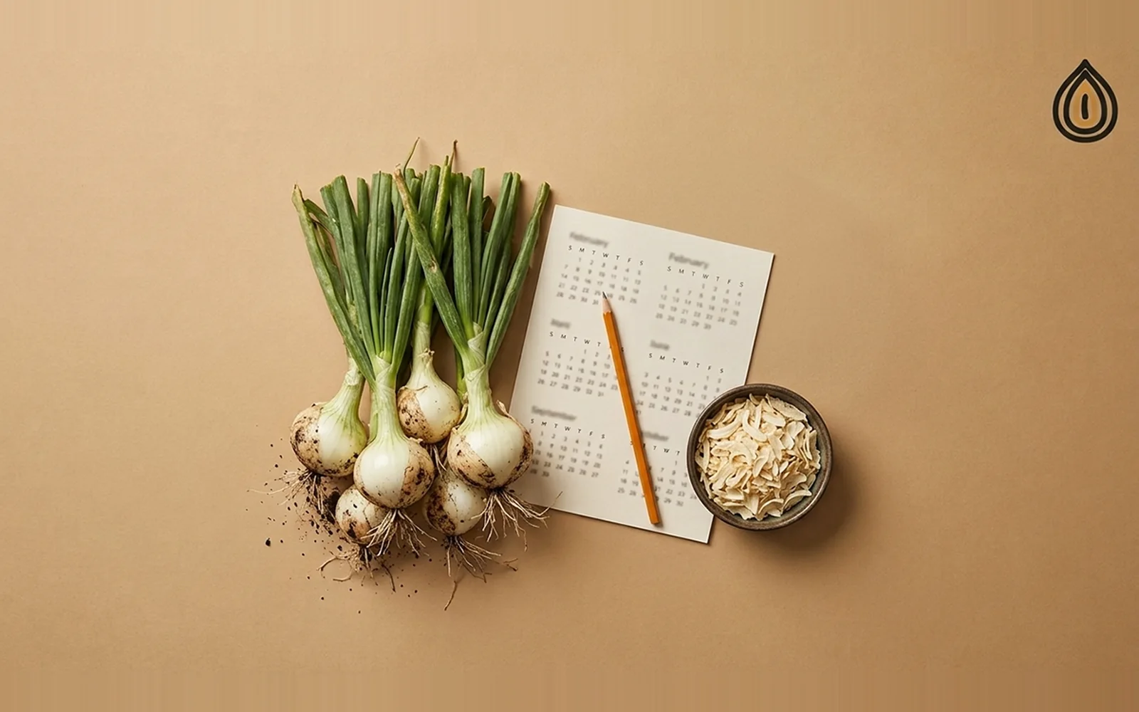 Freshly lifted white onions with green tops beside a paper calendar and a bowl of dehydrated onion flakes on a plain backdrop