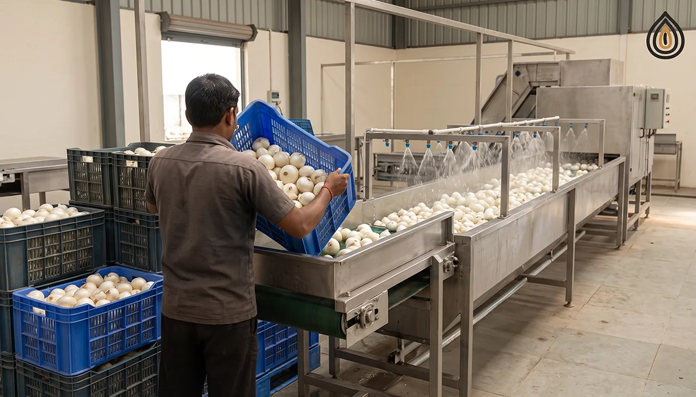 Dehydration plant receiving area with crates of fresh white onions being tipped onto a washing line